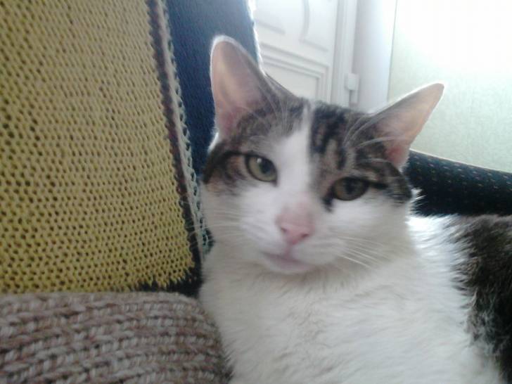 Tigrou - Mâle (4 ans)