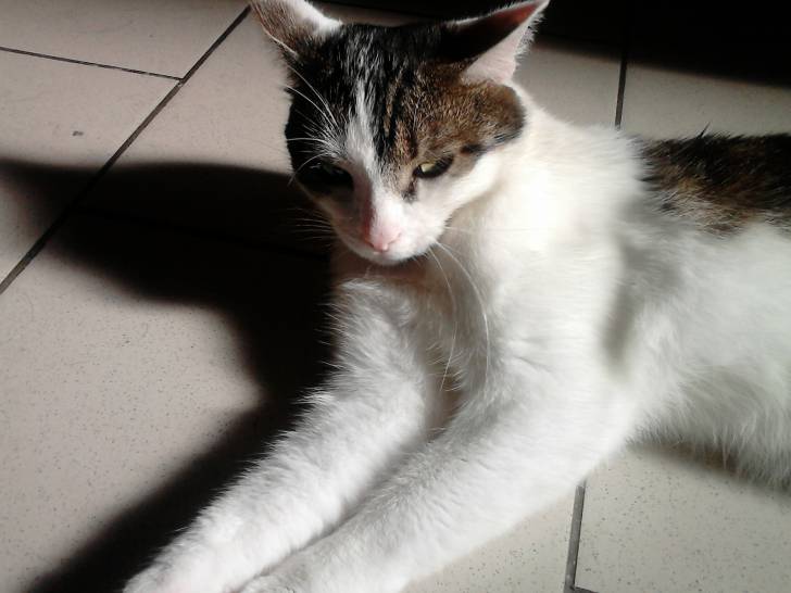 Tigrou - Mâle (4 ans)
