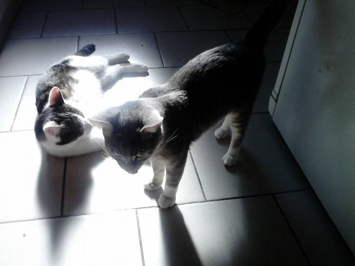 Tigrou - Mâle (4 ans)