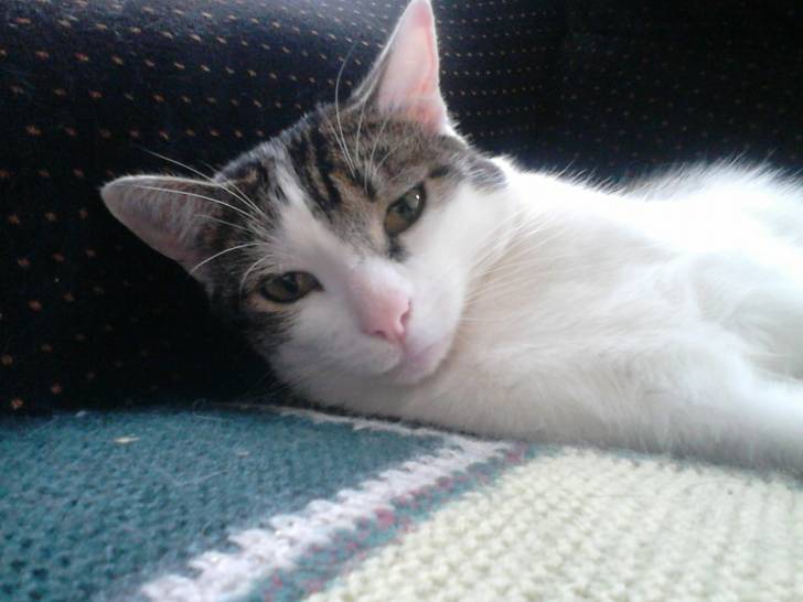 Tigrou - Mâle (4 ans)
