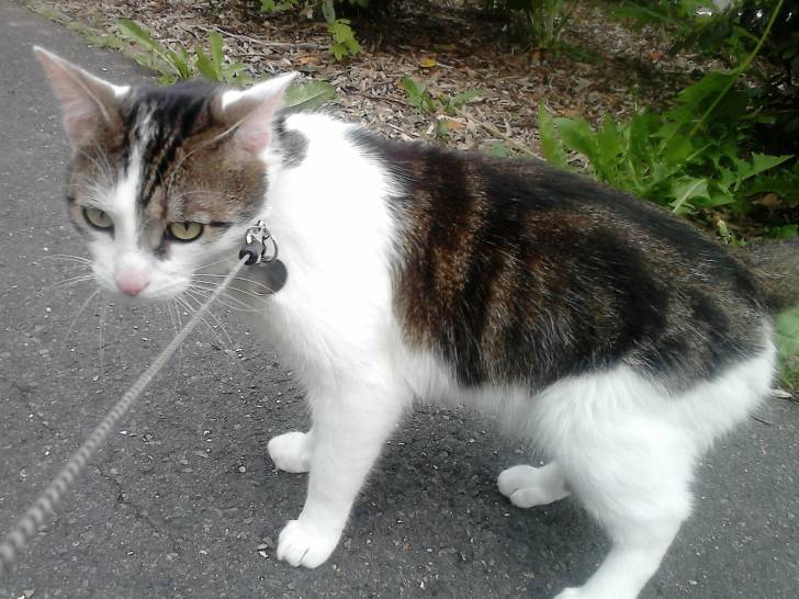 Tigrou - Mâle (4 ans)