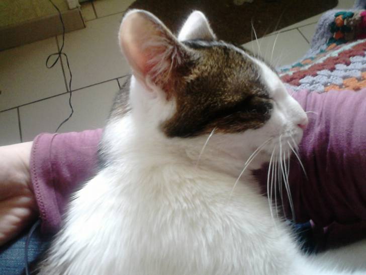 Tigrou - Mâle (4 ans)