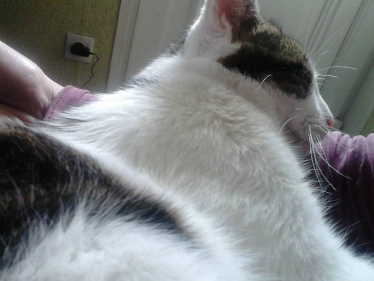 Tigrou - Mâle (4 ans)
