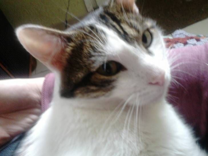 Tigrou - Mâle (4 ans)
