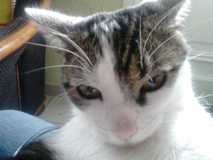 Tigrou - Mâle (4 ans)