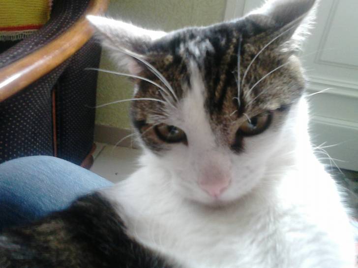 Tigrou - Mâle (4 ans)