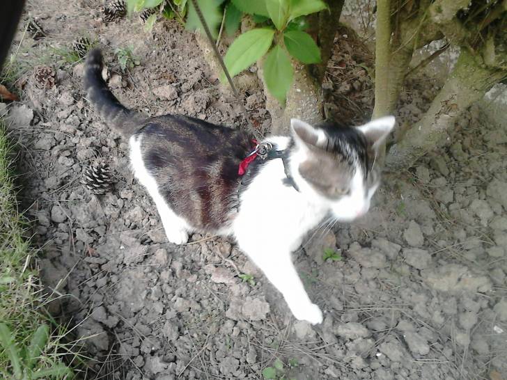 Tigrou - Mâle (4 ans)