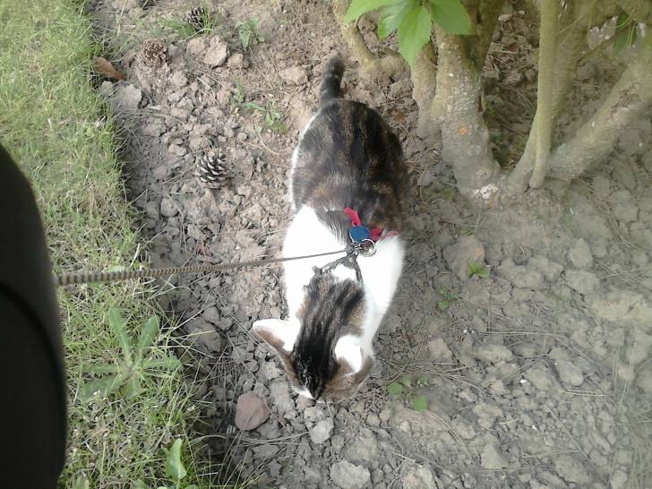 Tigrou - Mâle (4 ans)