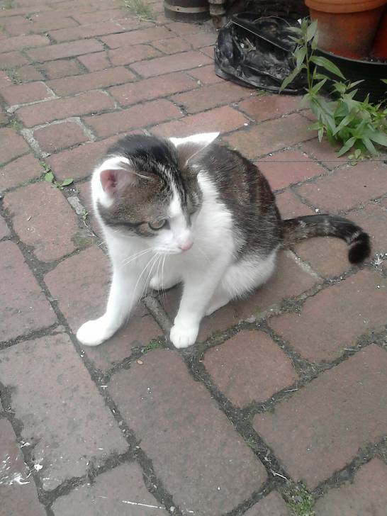 Tigrou - Mâle (4 ans)