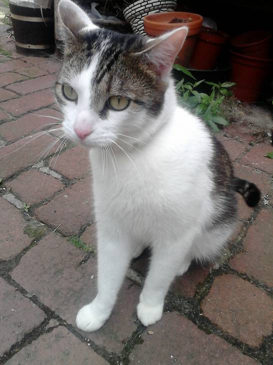 Tigrou - Mâle (4 ans)
