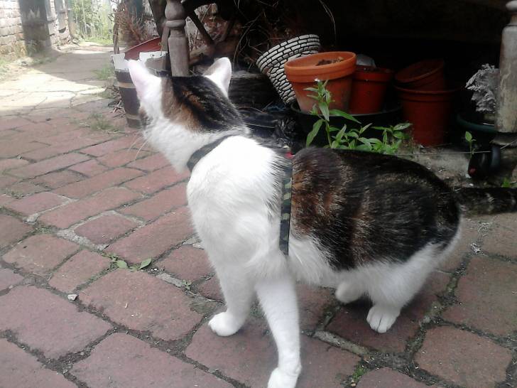 Tigrou - Mâle (4 ans)