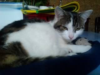 Tigrou - Mâle (4 ans)