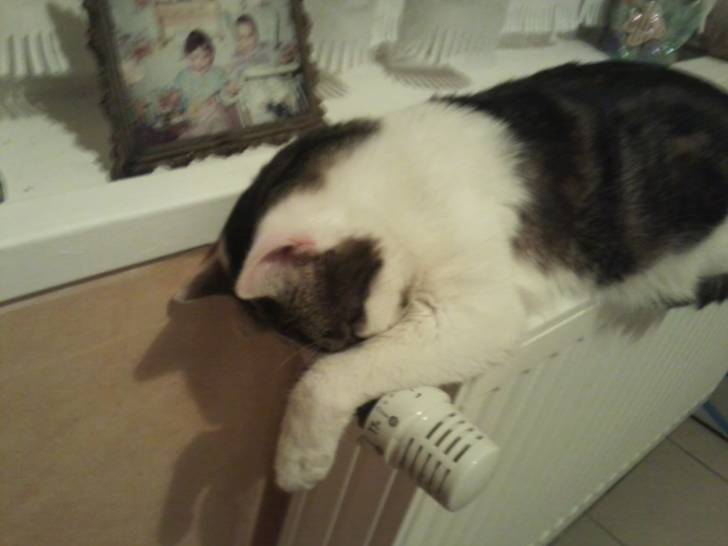 Tigrou - Mâle (4 ans)