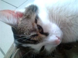 Tigrou - Mâle (4 ans)