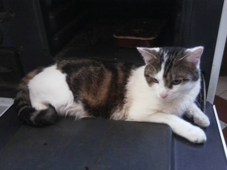 Tigrou - Mâle (4 ans)