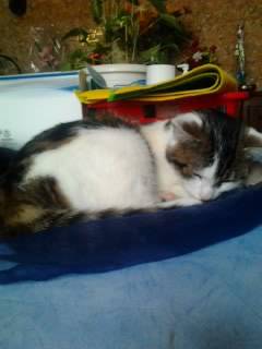 Tigrou - Mâle (4 ans)