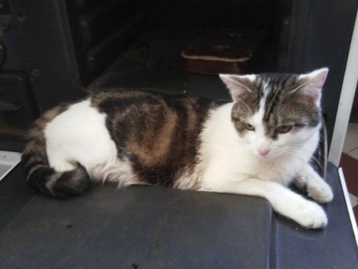 Tigrou - Mâle (4 ans)