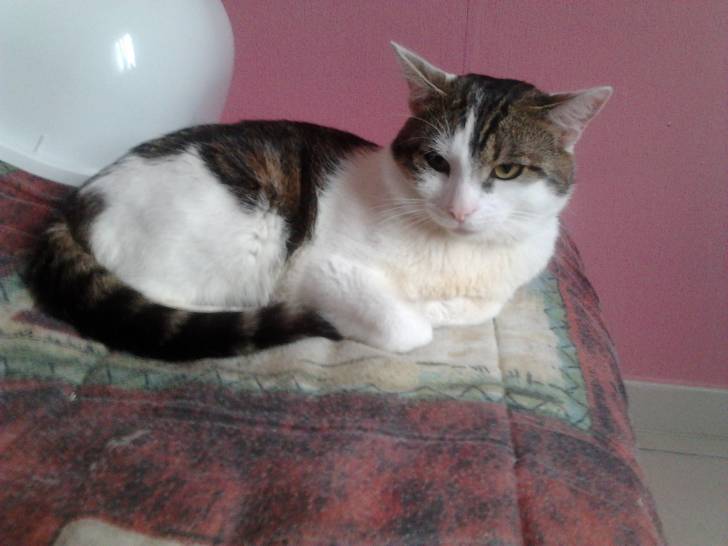 Tigrou - Mâle (4 ans)