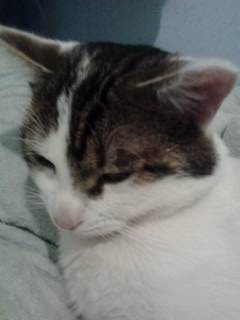 Tigrou - Mâle (4 ans)