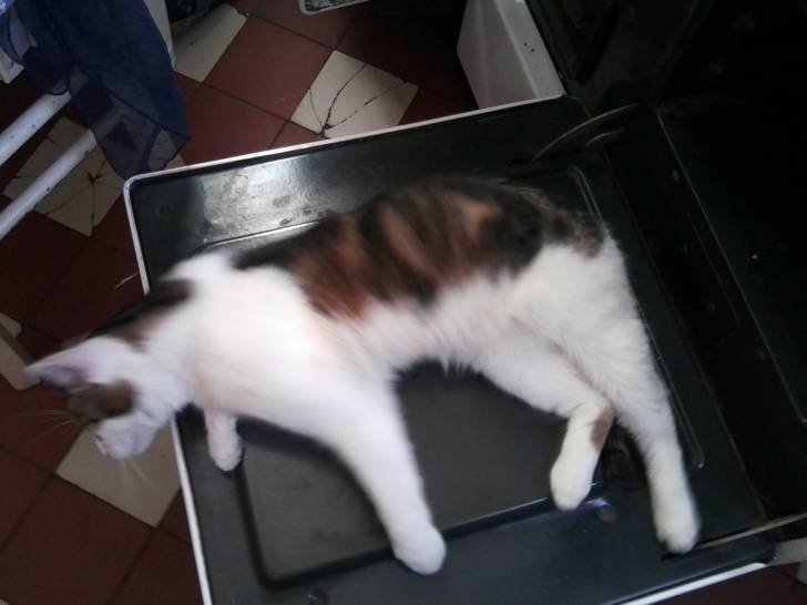 Tigrou - Mâle (4 ans)