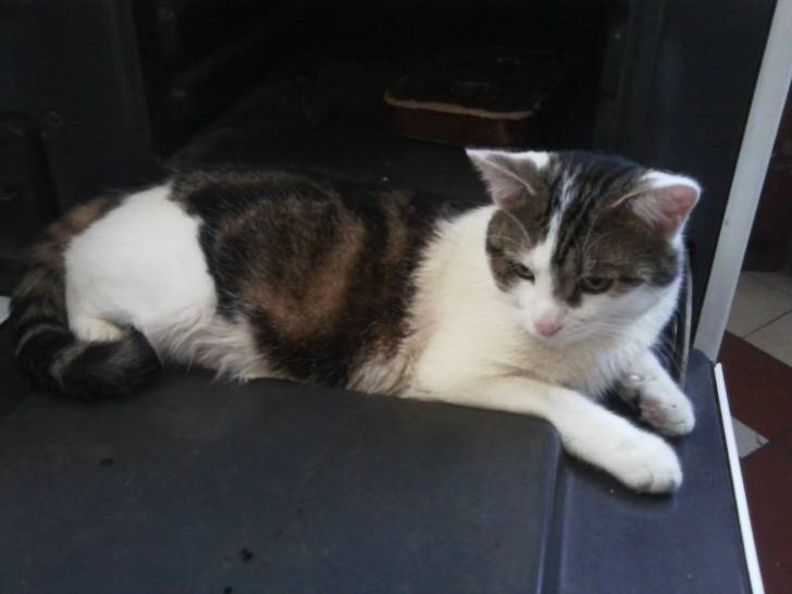 Tigrou - Mâle (4 ans)
