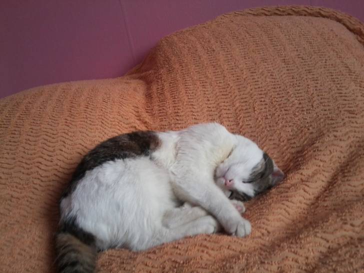 Tigrou - Mâle (4 ans)