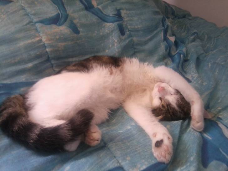 Tigrou - Mâle (4 ans)