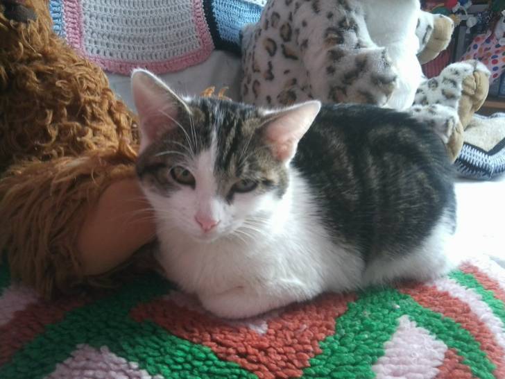 Tigrou - Mâle (4 ans)