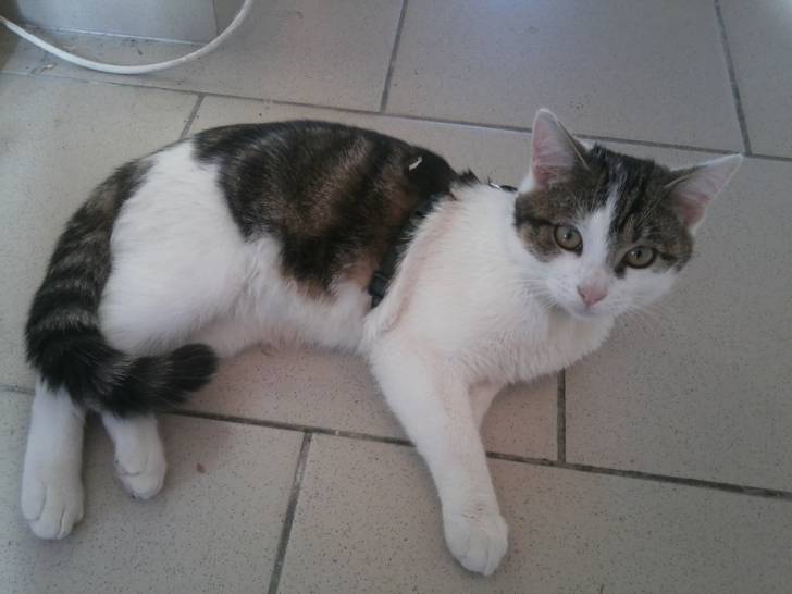 Tigrou - Mâle (4 ans)