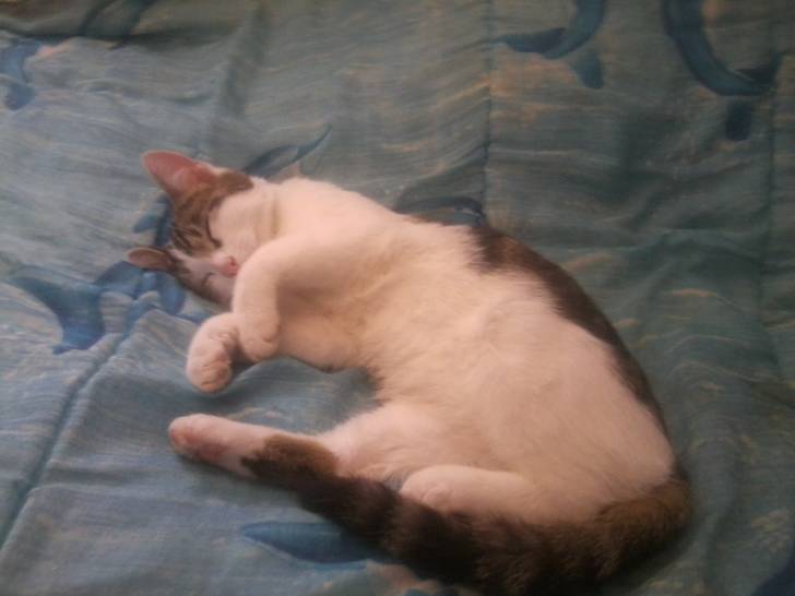 Tigrou - Mâle (4 ans)