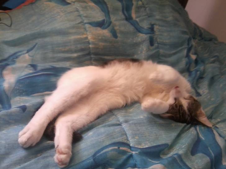 Tigrou - Mâle (4 ans)