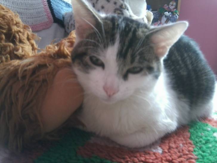 Tigrou - Mâle (4 ans)