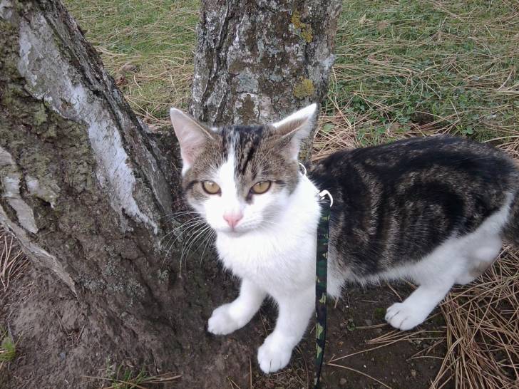 Tigrou - Mâle (4 ans)
