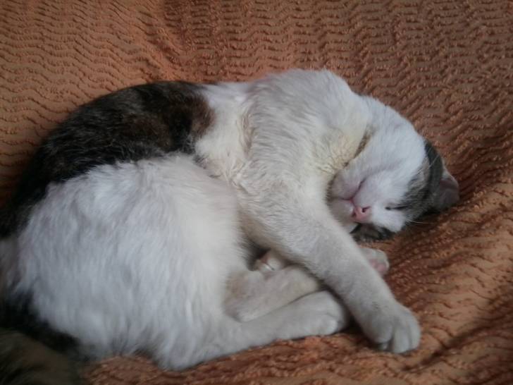 Tigrou - Mâle (4 ans)
