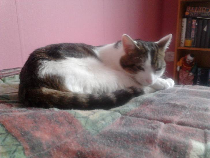 Tigrou - Mâle (4 ans)