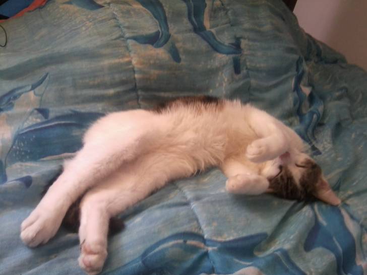 Tigrou - Mâle (4 ans)