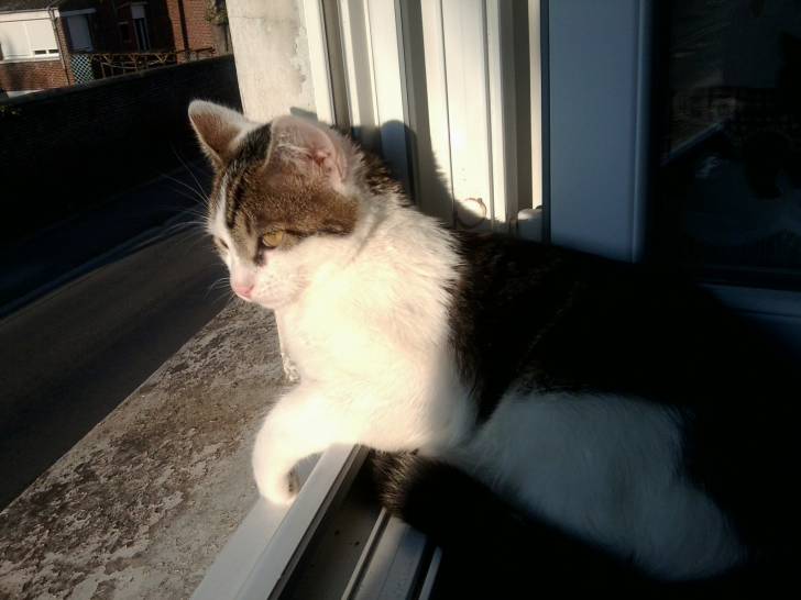 Tigrou - Mâle (4 ans)