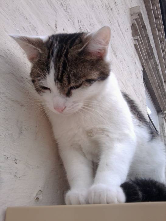 Tigrou - Mâle (4 ans)