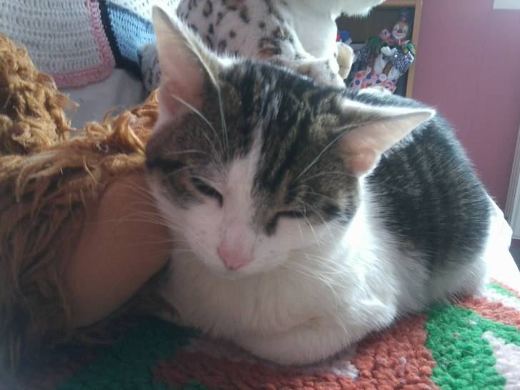 Tigrou - Mâle (4 ans)