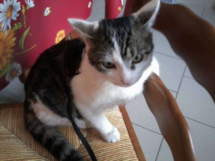 Tigrou - Mâle (4 ans)