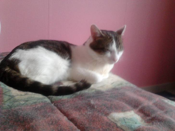 Tigrou - Mâle (4 ans)