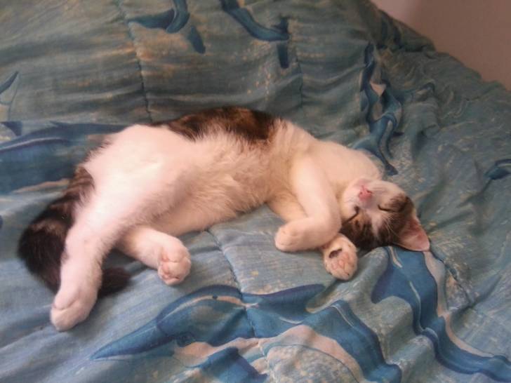 Tigrou - Mâle (4 ans)