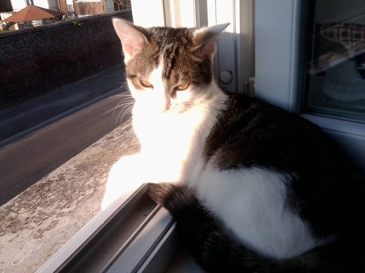 Tigrou - Mâle (4 ans)