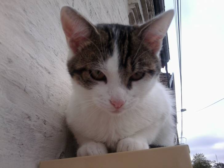 Tigrou - Mâle (4 ans)