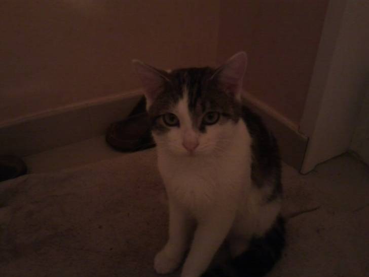 Tigrou - Mâle (4 ans)