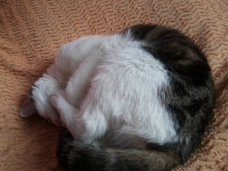 Tigrou - Mâle (4 ans)