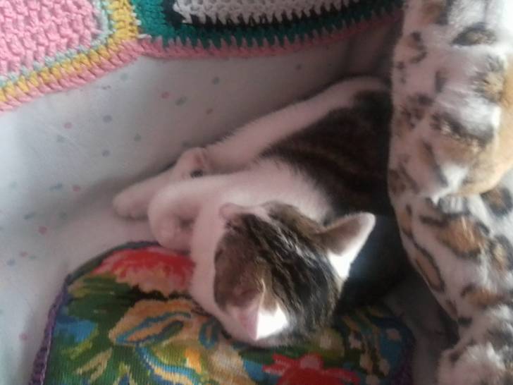 Tigrou - Mâle (4 ans)