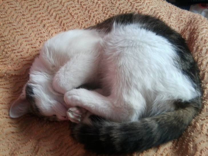 Tigrou - Mâle (4 ans)
