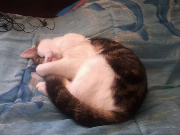 Tigrou - Mâle (4 ans)