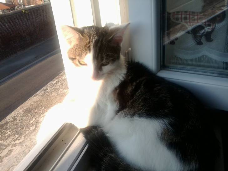 Tigrou - Mâle (4 ans)